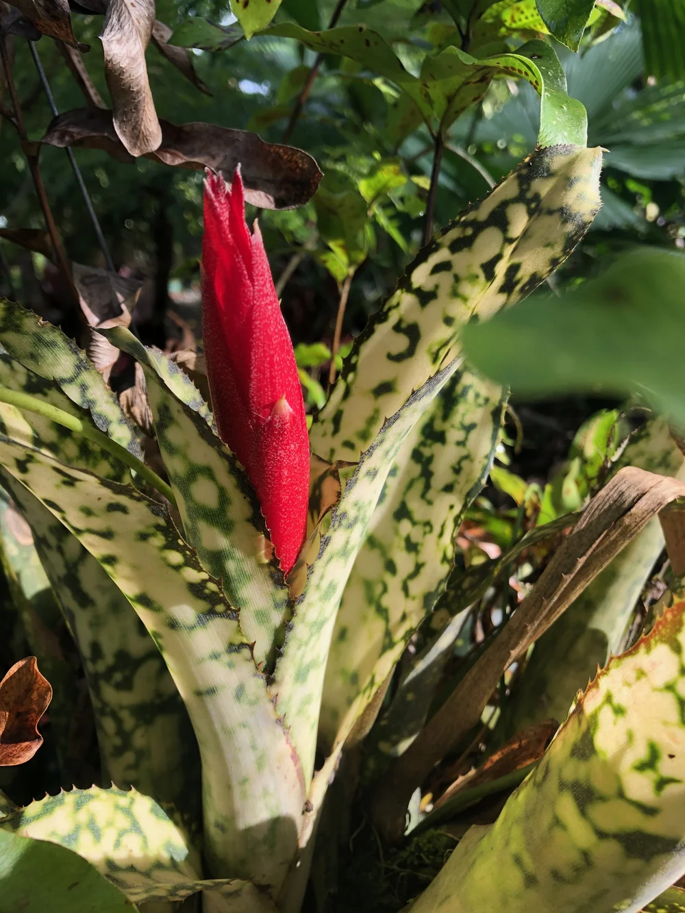 ブロメリア・エアープランツ Billbergia 'Simply Irresistible' B0268 Billbergia 'Simply Irresistible' B0268